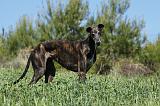 GREYHOUND 018
